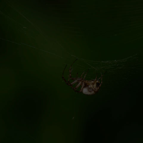 Tuft-legged Orbweaver