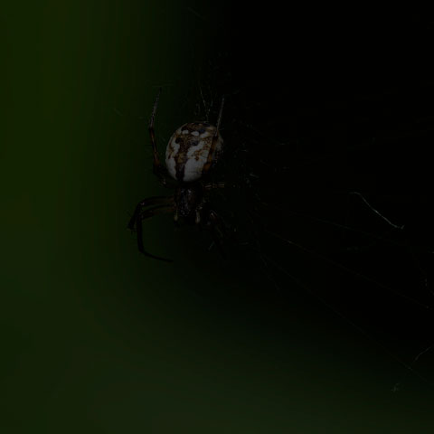 Tuft-legged Orbweaver