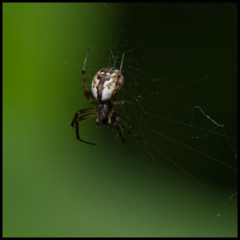 Tuft-legged Orbweaver