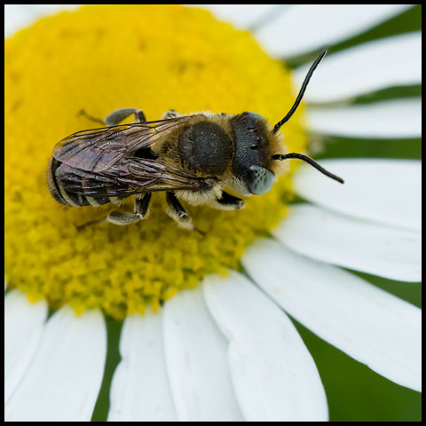 Alfalfa Leafcutter Bee