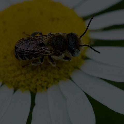 Alfalfa Leafcutter Bee