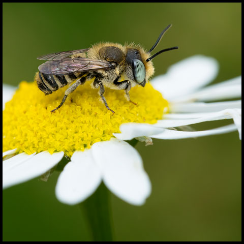 Alfalfa Leafcutter Bee