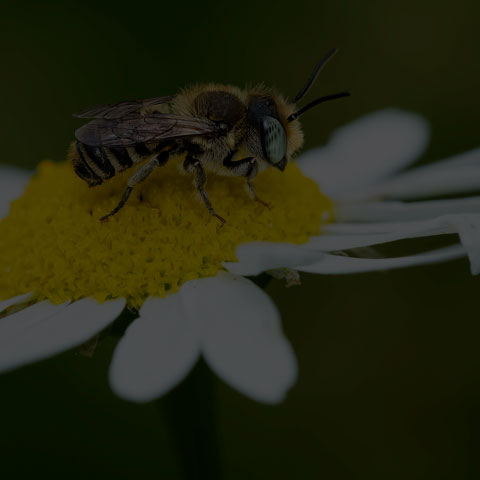 Alfalfa Leafcutter Bee