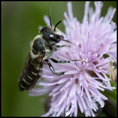 Alfalfa Leafcutter Bee