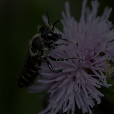 Alfalfa Leafcutter Bee