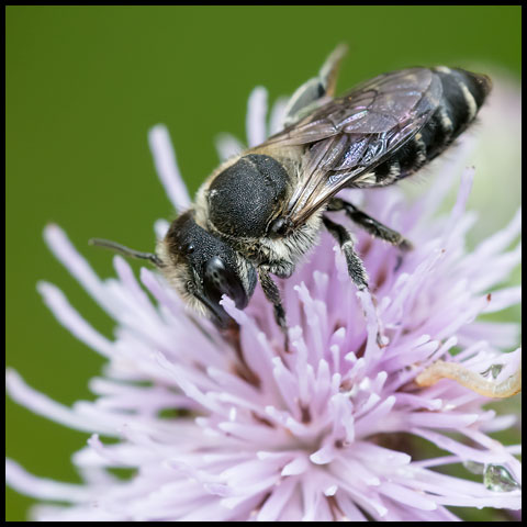 Alfalfa Leafcutter Bee