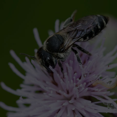 Alfalfa Leafcutter Bee