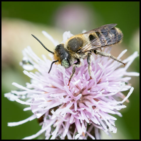 Alfalfa Leafcutter Bee