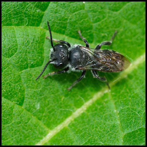 Bellflower Resin Bee