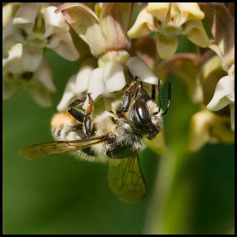 Broad-handed Leafcutter Bee
