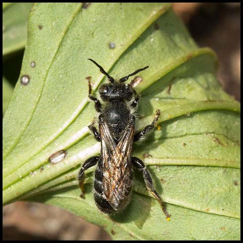 Dilated-horned Small-Mason