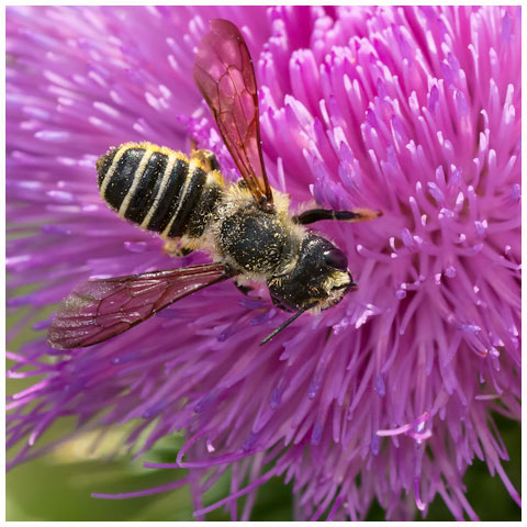 Pugnacious Leafcutter Bee