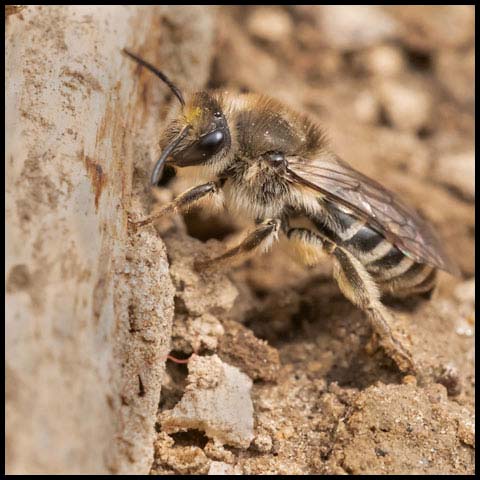 Unequal Cellophane Bee