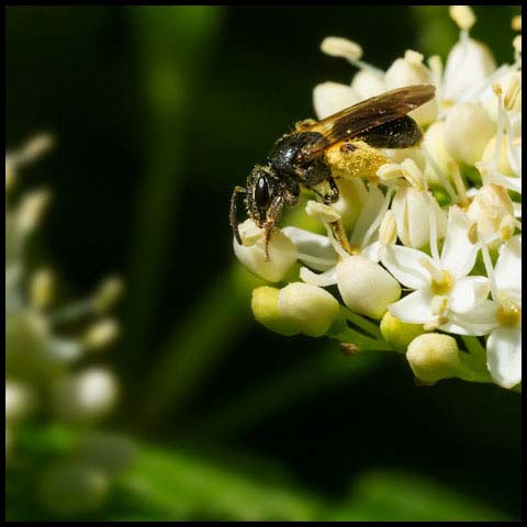 Bare Dogwood Miner