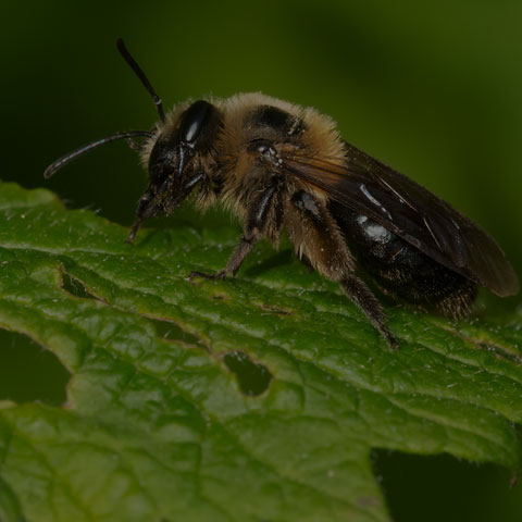 Dunning's Miner