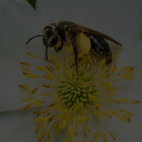 Hawthorn Mining Bee