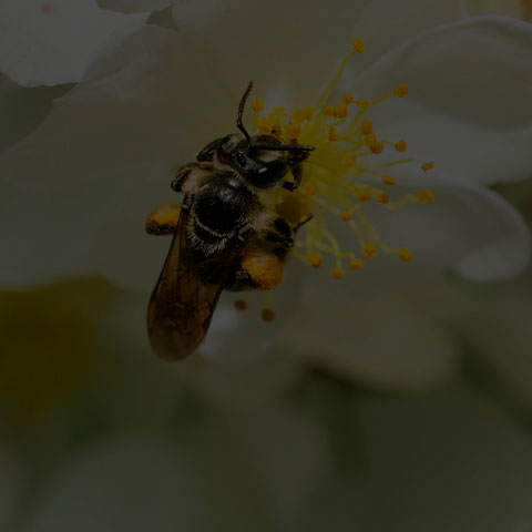Hawthorn Mining Bee