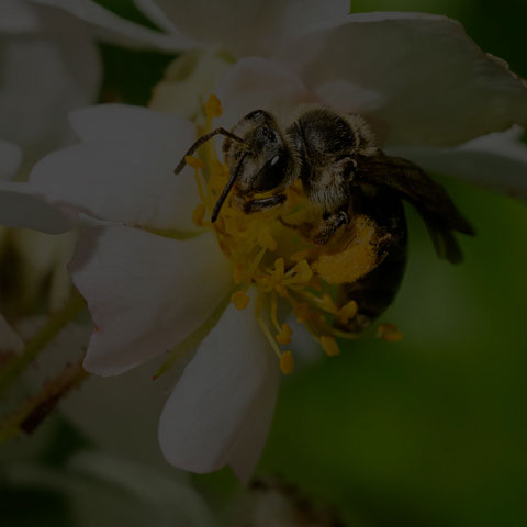 Mining Bee