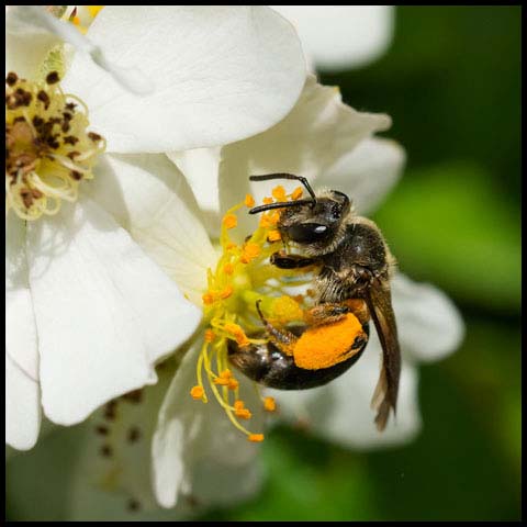 Mining Bee