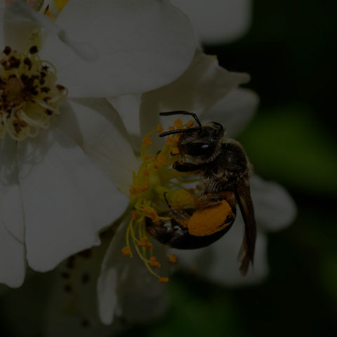 Mining Bee