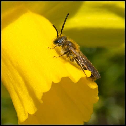 Mining Bee