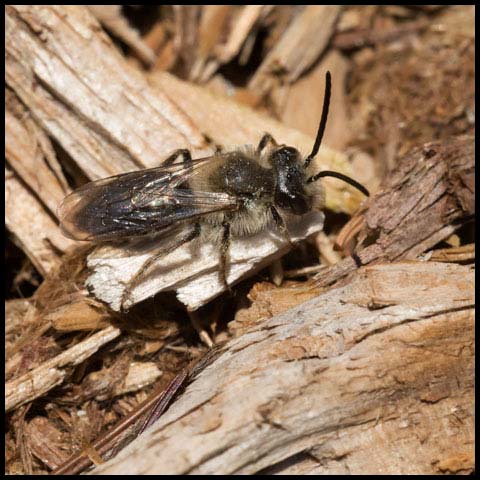 Mining Bee
