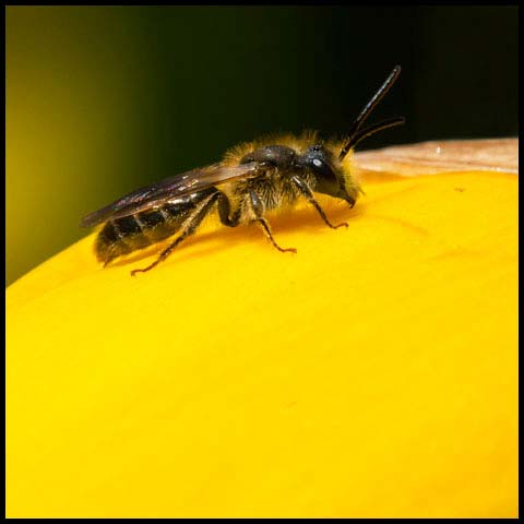 Mining Bee