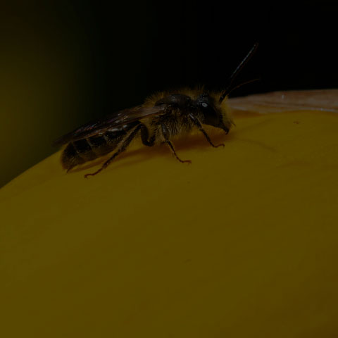 Mining Bee