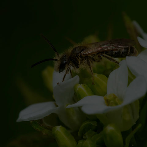 Mining Bee