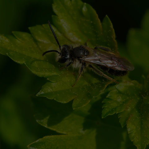 Mining Bee