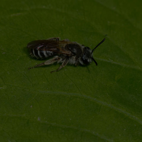 Mining Bee