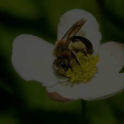 Mining Bee