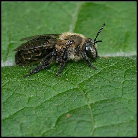 Mining Bees