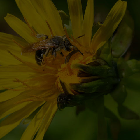 Nason's Mining Bee