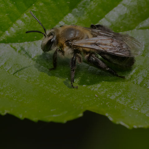 Neighborly Mining Bee