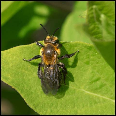 Neighborly Mining Bee