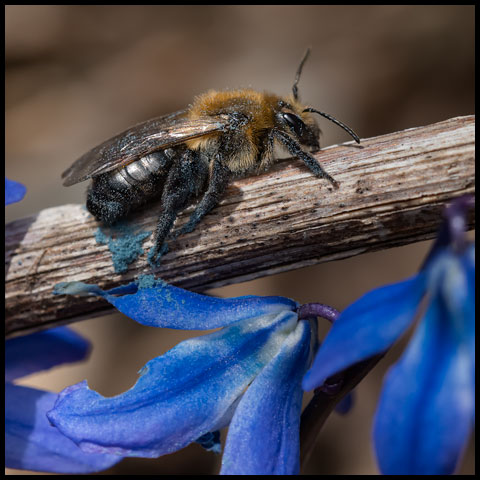 Neighborly Mining Bee