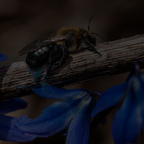 Neighborly Mining Bee