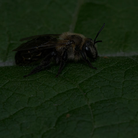 Neighborly Mining Bee