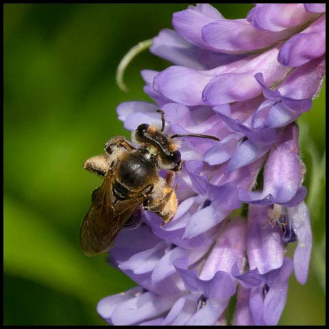 Wilke's Mining Bee