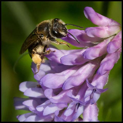 Wilke's Mining Bee