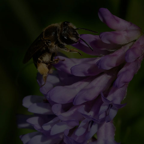 Wilke's Mining Bee