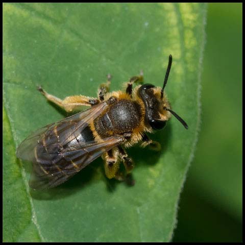 Wilke's Mining Bee