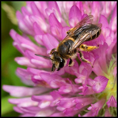 Wilke's Mining Bee