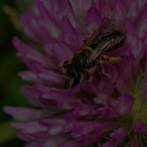 Wilke's Mining Bee