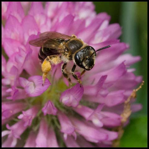 Wilke's Mining Bee