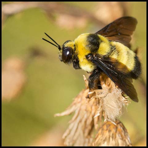 Black-and-gold Bumble Bee