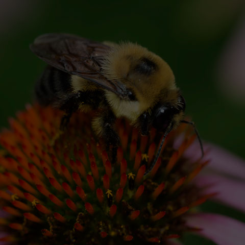 Brown-belted Bumble Bee