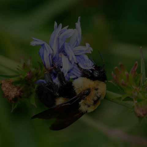 Brown-belted Bumble Bee