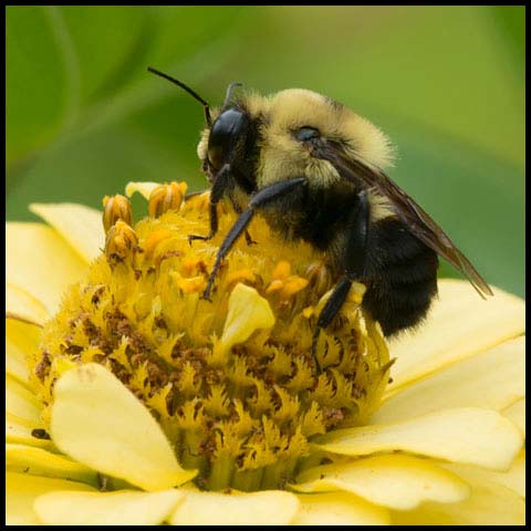 Brown-belted Bumble Bee